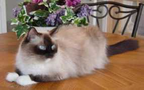 piedpipurr.com Marzie