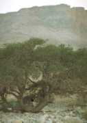 Masadi