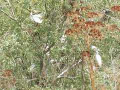 Masadi