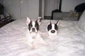 frenchbulldog.ru Masania