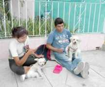 Mascotas