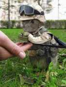 Mascote