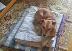 entornointeligente.com Mascoteros