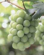 Mascut