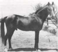Mashaan