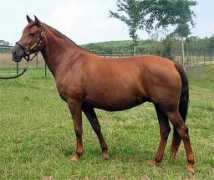 gabcreekfarm.com Mashanta