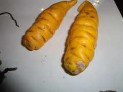 Mashua