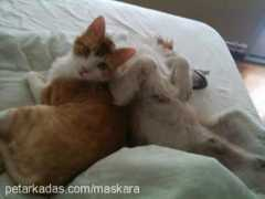 Maskara