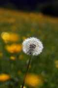 slike.n3po.com Maslacak