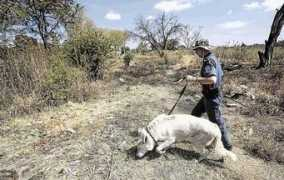 timeslive.co.za Masombuka
