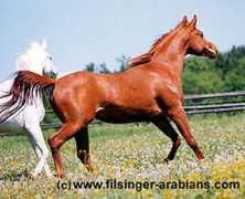 filsinger-arabians.com Masria