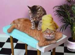 pets.onas.ru Massaj