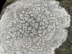 lichens.ie Massal