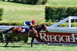 stallallegra.ch Massaru