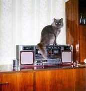 citycat.ru Massya