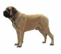 puppyeducation.com Mastiff