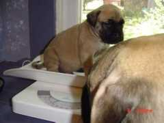 Mastiffs