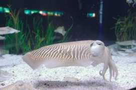 ekologija.rs Mastila