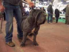difossombrone.it Mastina