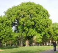 biol.canterbury.ac.nz Masting