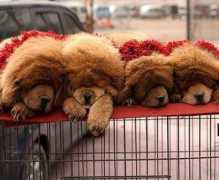 mysocialpet.it Mastini