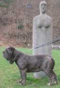 Mastino