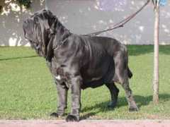 Mastino