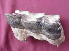 henskensfossils.nl Mastodont