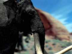 planet.botany.uwc.ac.za Mastodont