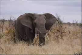 zphoto.fr Mastodonte