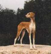 Mastoy
