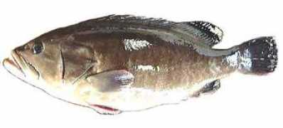 Masuara