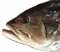 Masuara