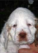 clumbersome.com Matalin