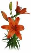 sunvalleyfloral.com Mataro