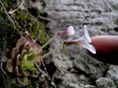 pinguicula.org Matehuala