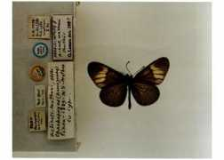 butterfliesofamerica.com Mathani