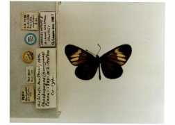 butterfliesofamerica.com Mathani