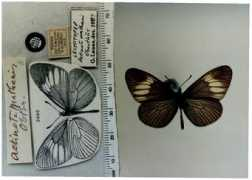 butterfliesofamerica.com Mathani