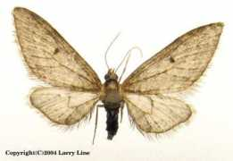 marylandmoths.com Matheri