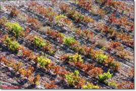 objetivorioja.larioja.com Matices