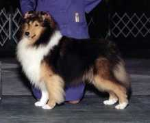 woodhueshelties.com Matika