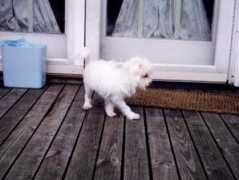 chicagopetcare.com Matillda