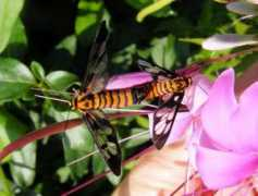 Mating