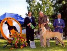 maitaugreatdanes.com Mativet