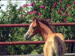 turningpointarabians.com Matoi