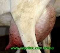 capritec.com.br Matrizes