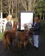 alpacasofcedarwind.com Mattix