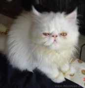 lnx.micimiao.it Mattley