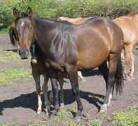 brannanquarterhorses.com Mattya